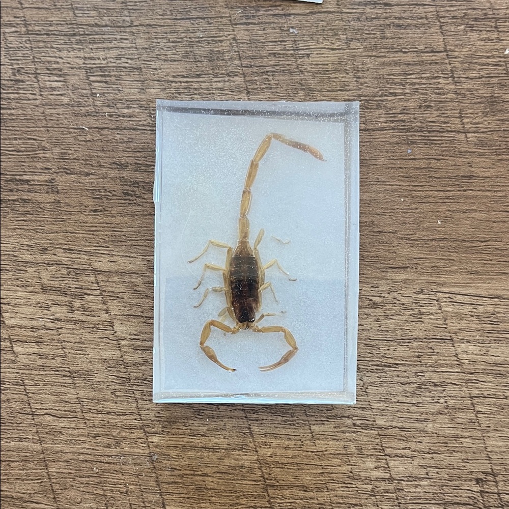 Preserved Real Scorpion in Clear Resin Display